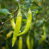 RIOVERDE Guindillas en vinagre 120g
